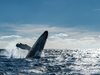 Проучване: Заплитането в риболовни мрежи e сериозна заплаха за застрашен вид китове