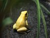 Тропическа жаба пристигна във Великобритания с цветя за Свети Валентин