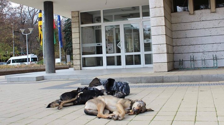 Трупове на отровени кучета бяха донесени пред сградата на община Перник Снимки: zapernik.com