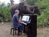 Изпълнения на пиано успокояват слонове в
тайландски резерват (Видео)