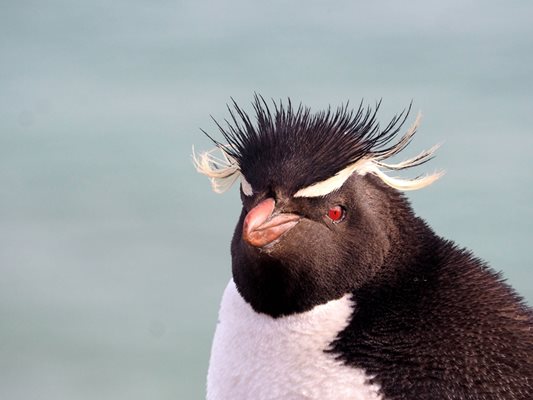 Качулатият пингвин е застрашен вид.