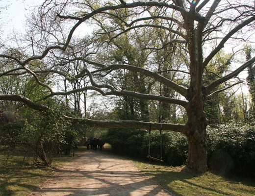 Паркът с интересните дървета и растителност в двореца "Кричим".
