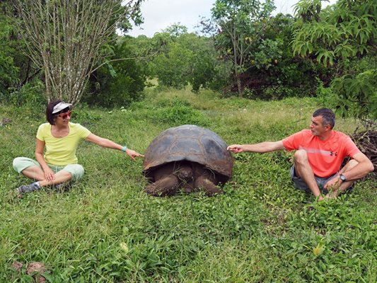 Гигантските костенурки обичат гуава и нямат нищо против да седнеш до тях.
