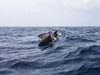 Учени откриха защитен вид делфини, зимуващи в наши води