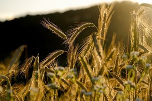 Рязко спада износът на зърно от Украйна