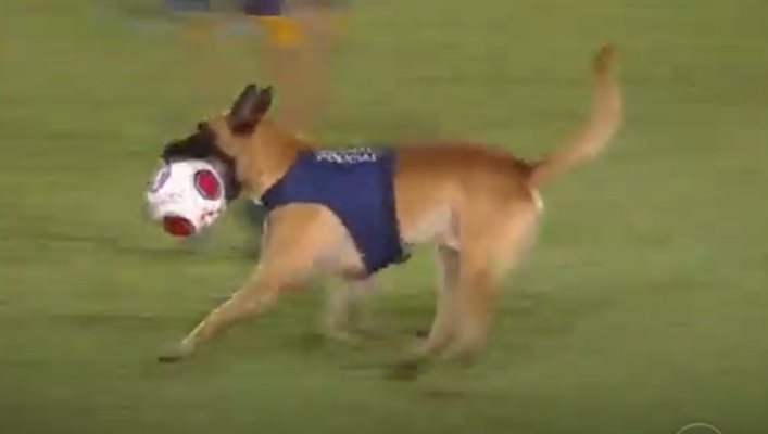Минути преди края на мача полицейско куче излезе на игрището и открадна футболната топка. КАДЪР: YOUTUBE