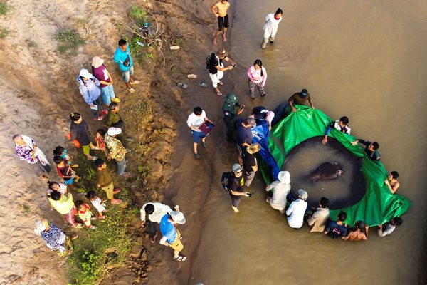 Най-голямата сладководна риба в света - гигантски скат, който тежи 300 килограма, бе заловена в Камбоджа.
СНИМКА: РОЙТЕРС