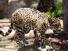 Леопардче от застрашен вид направи първите си стъпки