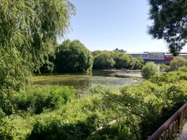 В чертите на Пловдив р. Марица продължава да е джунгла, а водата зеленяса