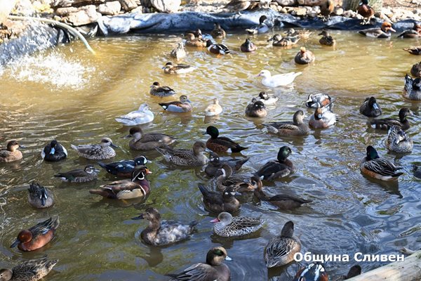 Част от новия зоопарк.
Снимка: Община Сливен