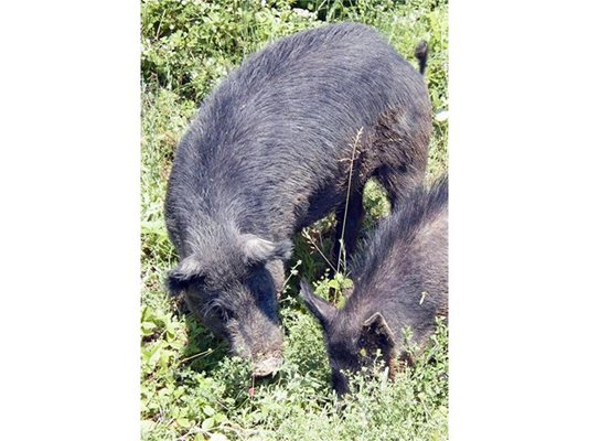 Черното прасе е питомно, макар че има общи черти с дивото.