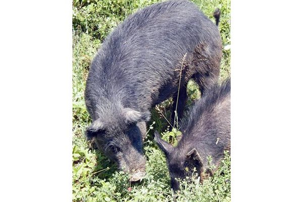 Черното прасе е питомно, макар че има общи черти с дивото.