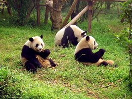 5G “панда дипломацията” на другаря Си