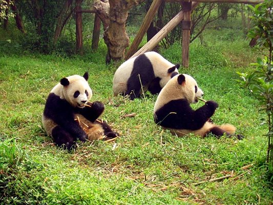 Гигантска панда в китайската провинция Съчуан СНИМКА: Wikipedia