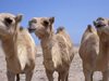 Стадо камили нападна лек автомобил в Южна Русия