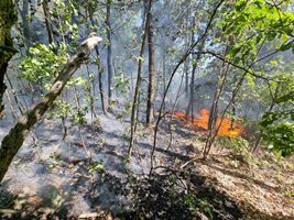 Пожарът е обхванал гората край Стрелча