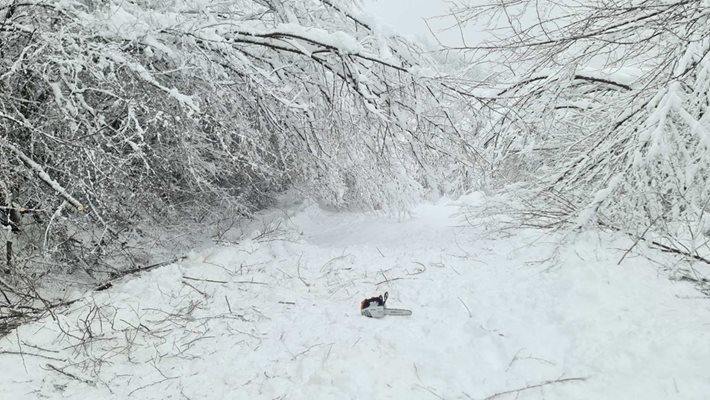 Снимката на самотната резачка в снега предизвиква коментари, че тя е трябвало да действа през лятото.