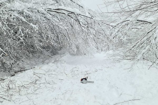 Снимката на самотната резачка в снега предизвиква коментари, че тя е трябвало да действа през лятото.