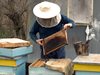Започва прием за 2017 г. по новата пчеларска програма