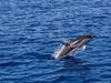Делфини помагат на рибари в Южна Бразилия