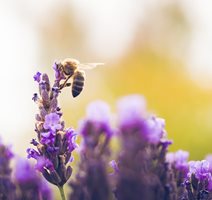 Как да опазим българската медоносна пчела?