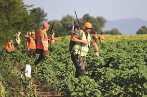 Намаляват нормата за отстрел на гургулици – запасите са малко