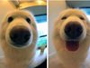 Снимки на кучета преди и след като
получат похвала (галерия)