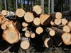 Конфискуваха камион с близо 6 кубика крадени дърва край Лясковец