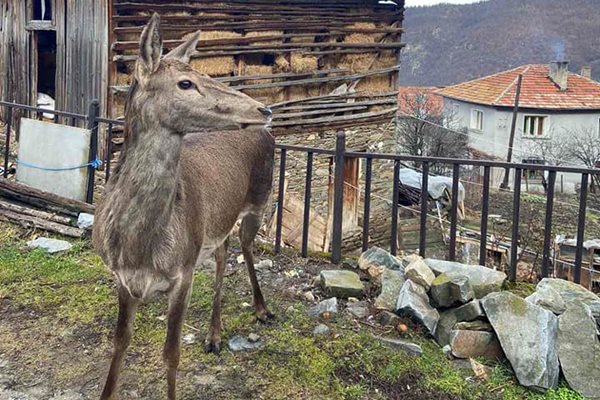 Кошутата Пепа пак избяга