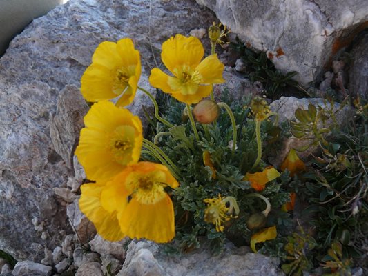 Жълтият мак е едно от забранените за късане редки цветя в Пирин.