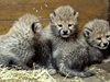 Малките гепардчета от Пражката зоологическа градина са в добро здраве (Видео)