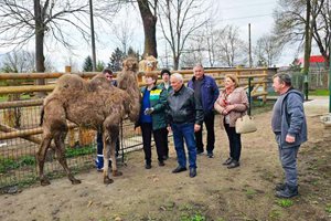 Доведоха жена на камилата Дарко в Павликени