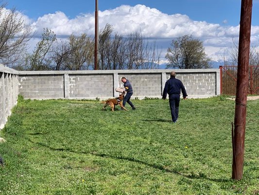 Демонстрация на кучета се проведе в общинския приют в Пловдив.