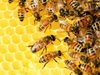 Учени разработиха роботизирана пита, предпазваща пчелите от гибел от студ