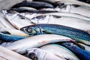 Стотици отровени риби плуват в Марица, търсят виновника