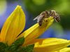 Учени: Намаляването на броя на пчелите е свързано с небалансирани диети