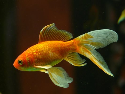 Златната рибка е любимото животно на представителите на зодия Риби
