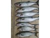 140 кг незаконна риба иззета от фургон на р. Дунав