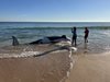 6-метрова косатка изплува на брега на плаж във Флорида (Видео, снимки)