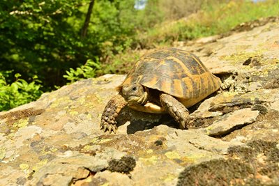 Женски костенурки изминават повече от километър, за да снесат яйцата си далеч от мястото, където живеят.