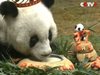 Най-възрастната гигантска панда навърши 37 години (Видео)