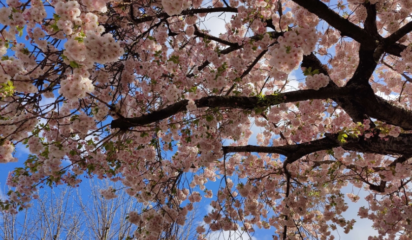 Първите вишневи дръвчета цъфнаха в Япония (Видео, снимки)