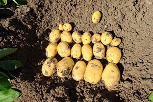 В Испания пускат нов сорт картофи с по-високо съдържание на сухо вещество