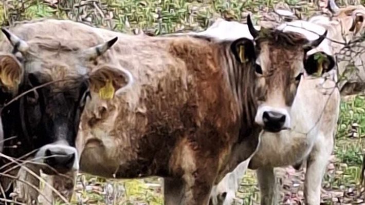 Крави мигрантки трошат надгробни плочи