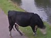 Google запази личната неприкосновеност на крава (Видео)
