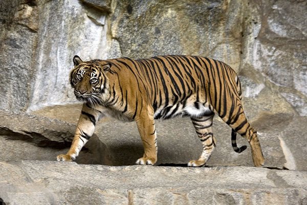 Представител на вида суматрански тигър. 