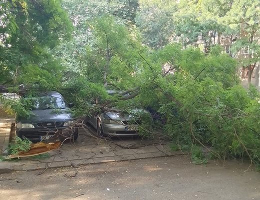 Клонът е паднал върху паркирани автомобили. Снимка: Фейсбук