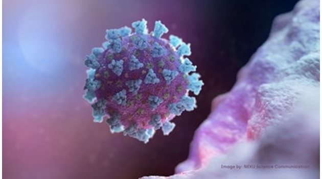 Компютърно изображение на коронавируса Снимка: Ройтерс