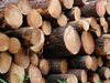 Задържаха двама горски от Велинград за кражба и незаконна търговия на общинска дървесина