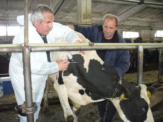 Ветеринарният лекар д-р Господин Нонев започна ваксинация на кравите срещу болестта нодуларен дерматит във фермата на Тодор Колев в старозагорското село Горно Ботево.